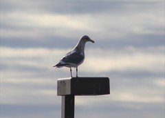 Larus argentatus × glaucescens