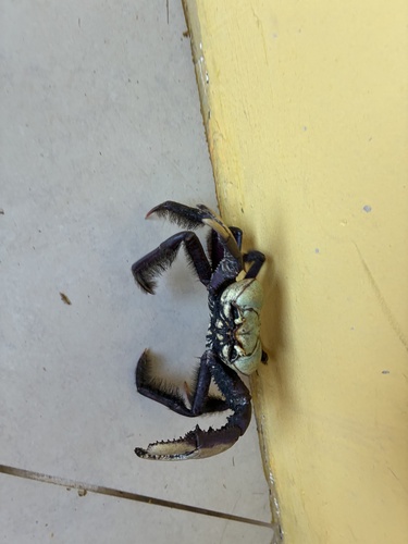 Atlantic Mangrove Ghost Crab