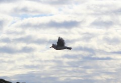 Larus argentatus × glaucescens