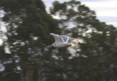 Larus argentatus × glaucescens