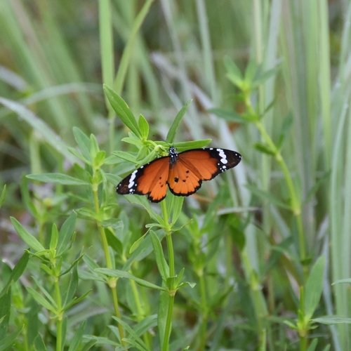 Plain Tiger Butterfly