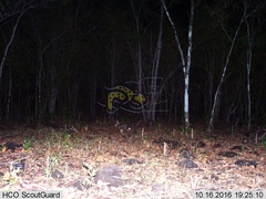 Sylvilagus cunicularius insolitus