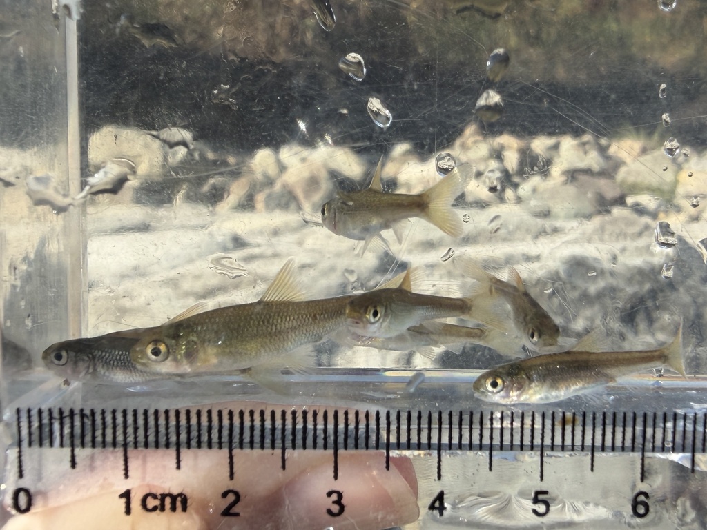 Taiwan shoveljaw carp (Onychostoma barbatulum) — Cyprinidae