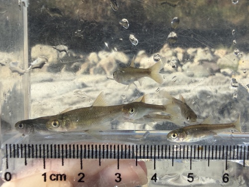 Taiwan shoveljaw carp (Onychostoma barbatulum) — Cyprinidae