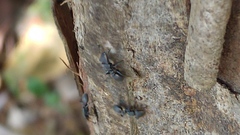 Cephalotes multispinosus