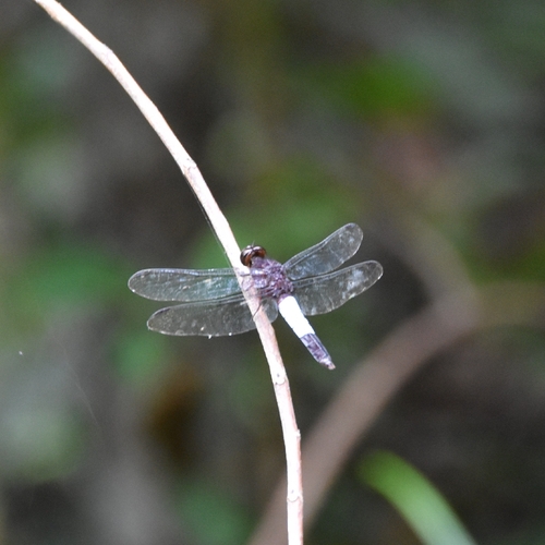 Robust Jungle-skimmer