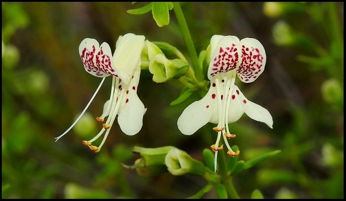 Lake Wales balm (Dicerandra christmanii)