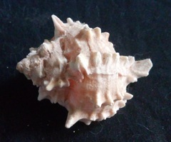 Phyllonotus erythrostomus