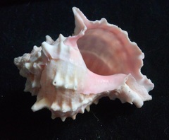 Phyllonotus erythrostomus