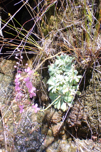 Stylidium bellum