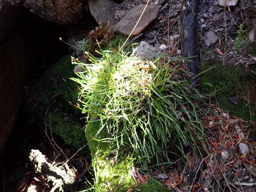 Microschizaea rupestris, 2026-01-07