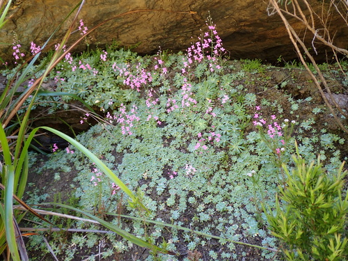 Stylidium bellum (Stylidium bellum)