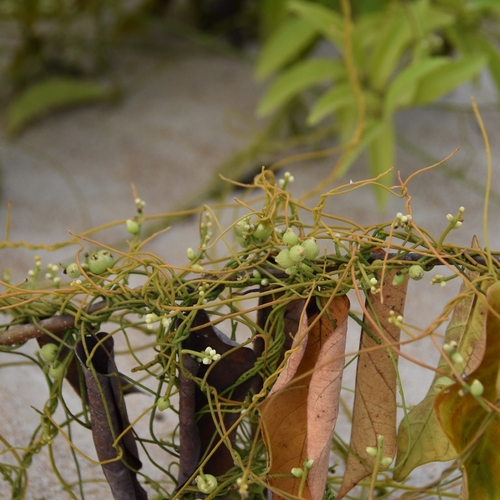 laurel dodder