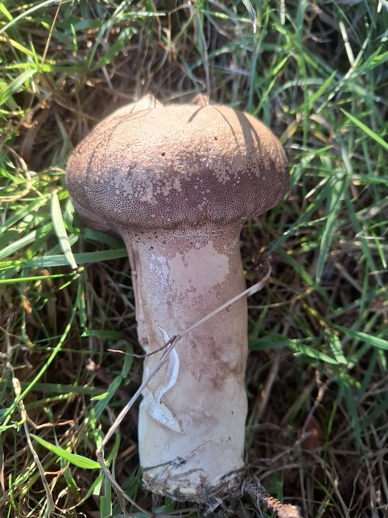 Lycoperdon excipuliforme · January 2026 · photo: © derrin3 (iNaturalist, cc0)