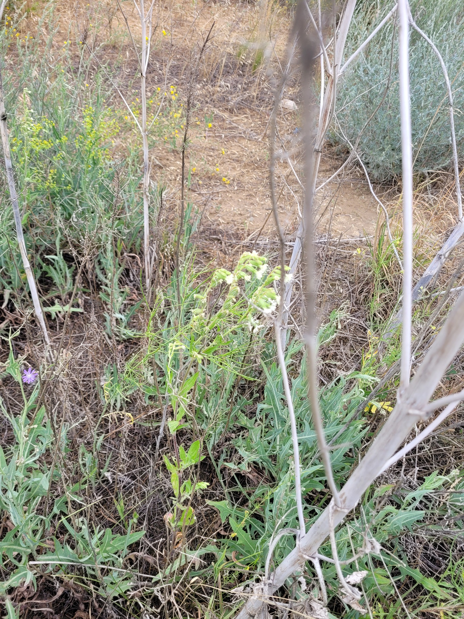 Forked Catchfly (Silene dichotoma)