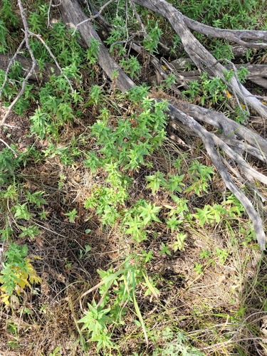 European bedstraw (Galium rubioides)