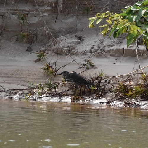 Little Heron