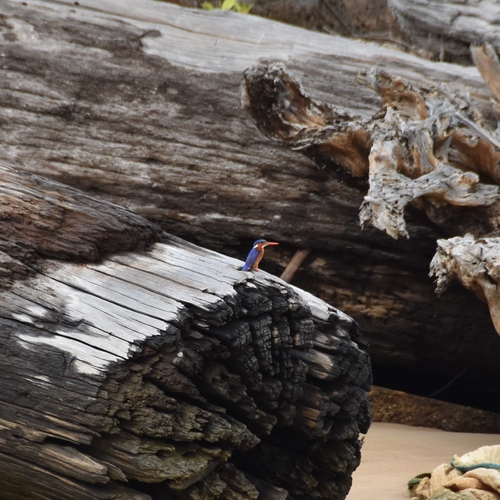 Malachite Kingfisher