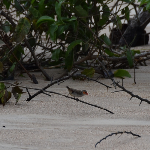 Orange-cheeked Waxbill