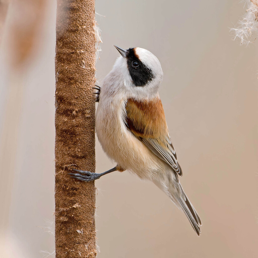 Beutelmeise — Foto