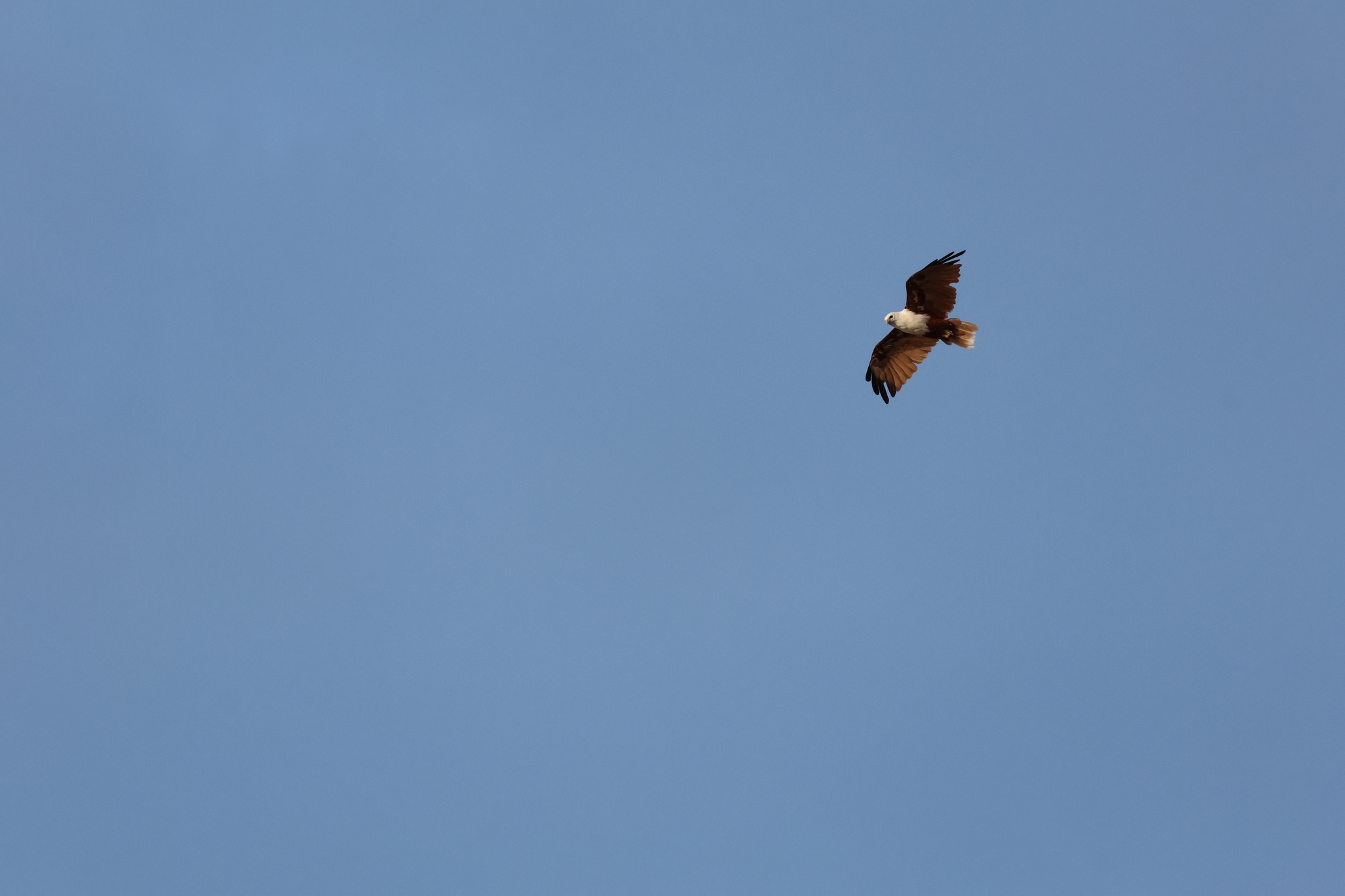 Brahminy Kite (Haliastur indus), photo 2