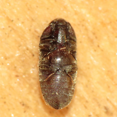 Throscidae