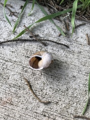 Helminthoglypta nickliniana
