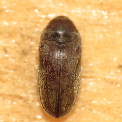 Throscidae