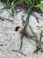 Helminthoglypta nickliniana