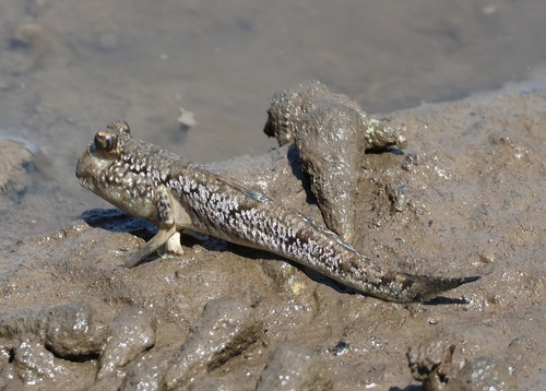 Atlantic mudskipper (Periophthalmus barbarus) — Gobiidae — 2
