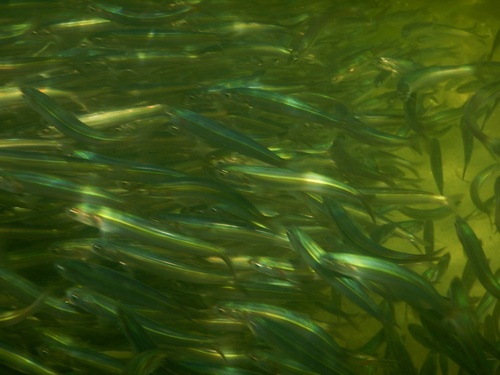 Australian anchovy (Engraulis australis) — Engraulidae — 5