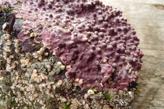 Lithothamnion phymatodeum