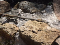 Pholidoscelis plei