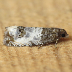 Notocelia rosaecolana