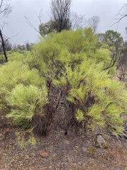 Acacia euthycarpa