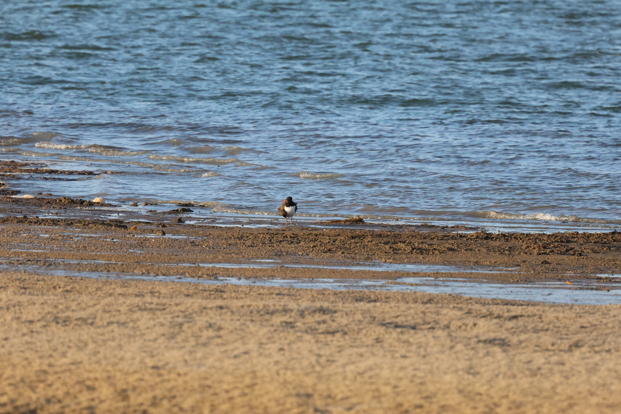 Pied Oystercatcher (Haematopus longirostris), photo 7