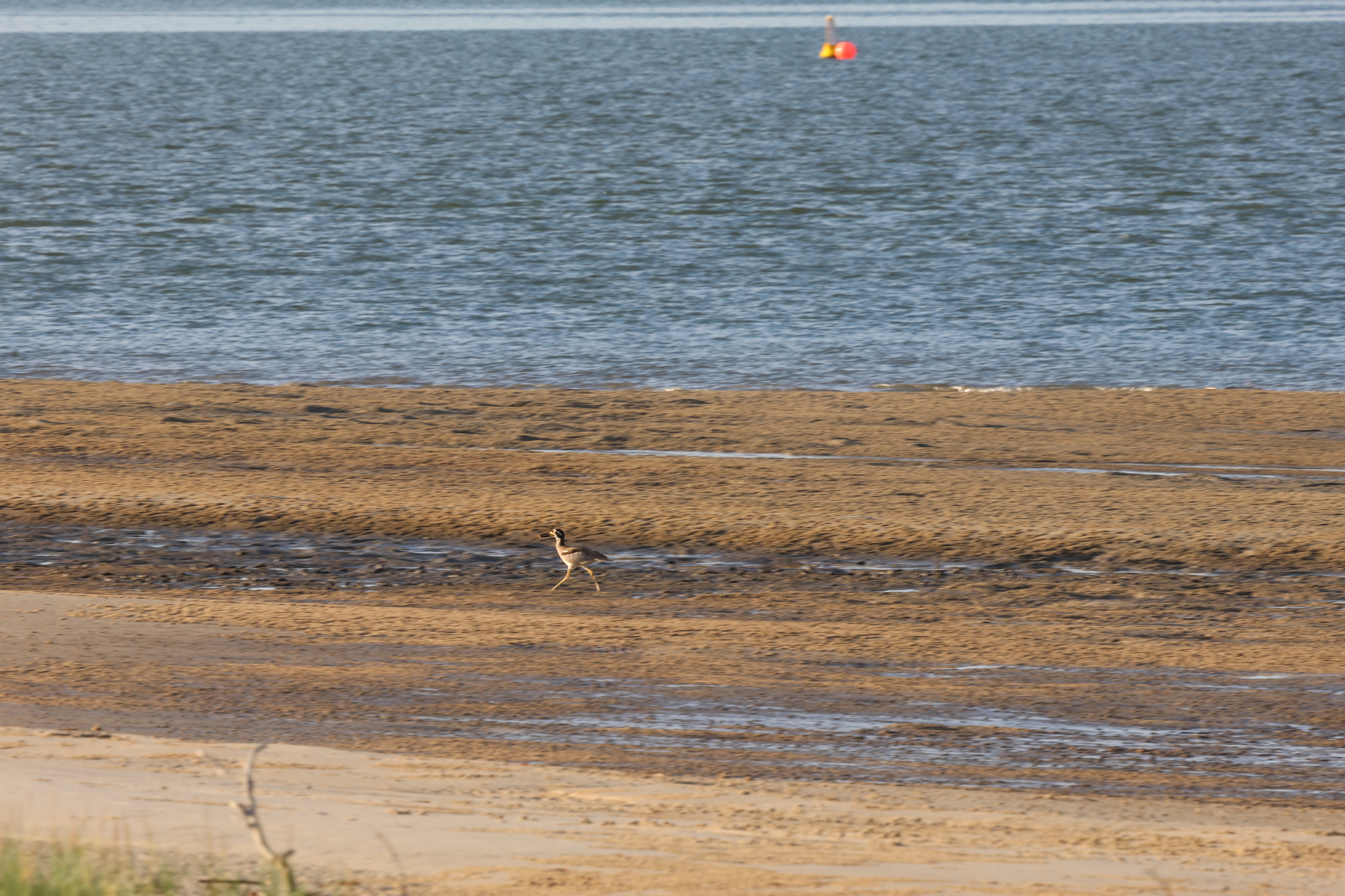 Beach Stone-curlew (Esacus magnirostris), photo 1