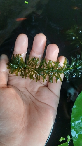 Hydrilla