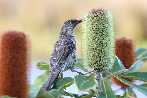 Little Wattlebird (Anthochaera chrysoptera), photo 3