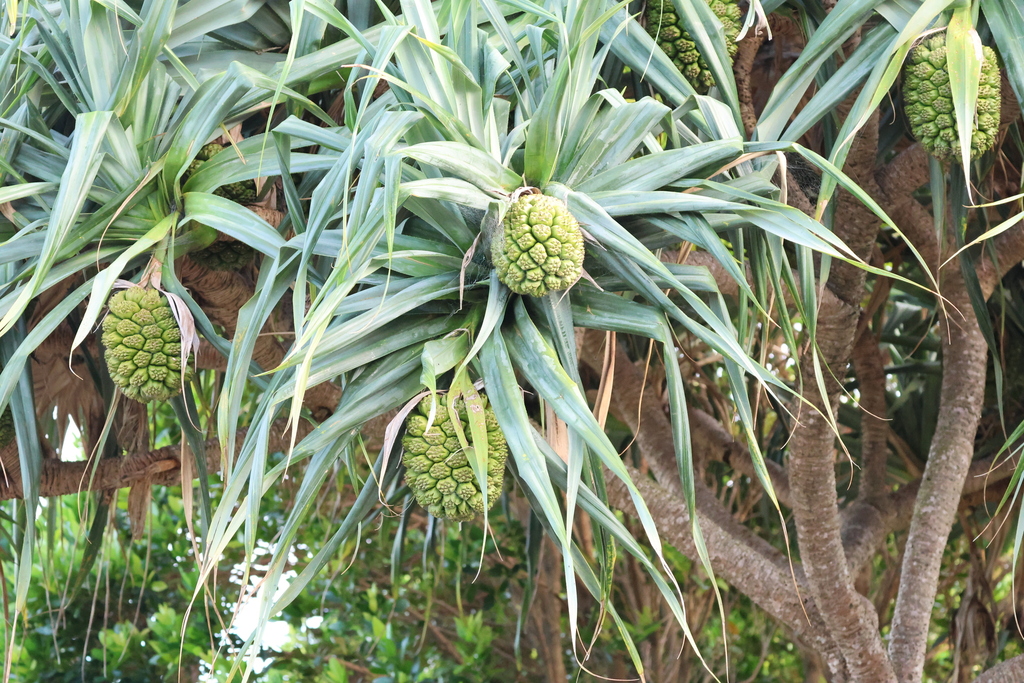 Dứa dại – Pandanus tectorius