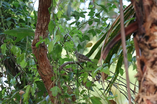 Peaceful Dove (Geopelia placida), photo 6