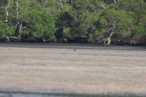 Far Eastern Curlew (Numenius madagascariensis), photo 4