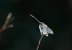Micrathyria hypodidyma