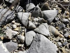 Ariocarpus retusus retusus