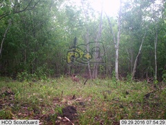 Sylvilagus cunicularius insolitus