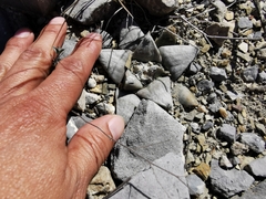 Ariocarpus retusus retusus