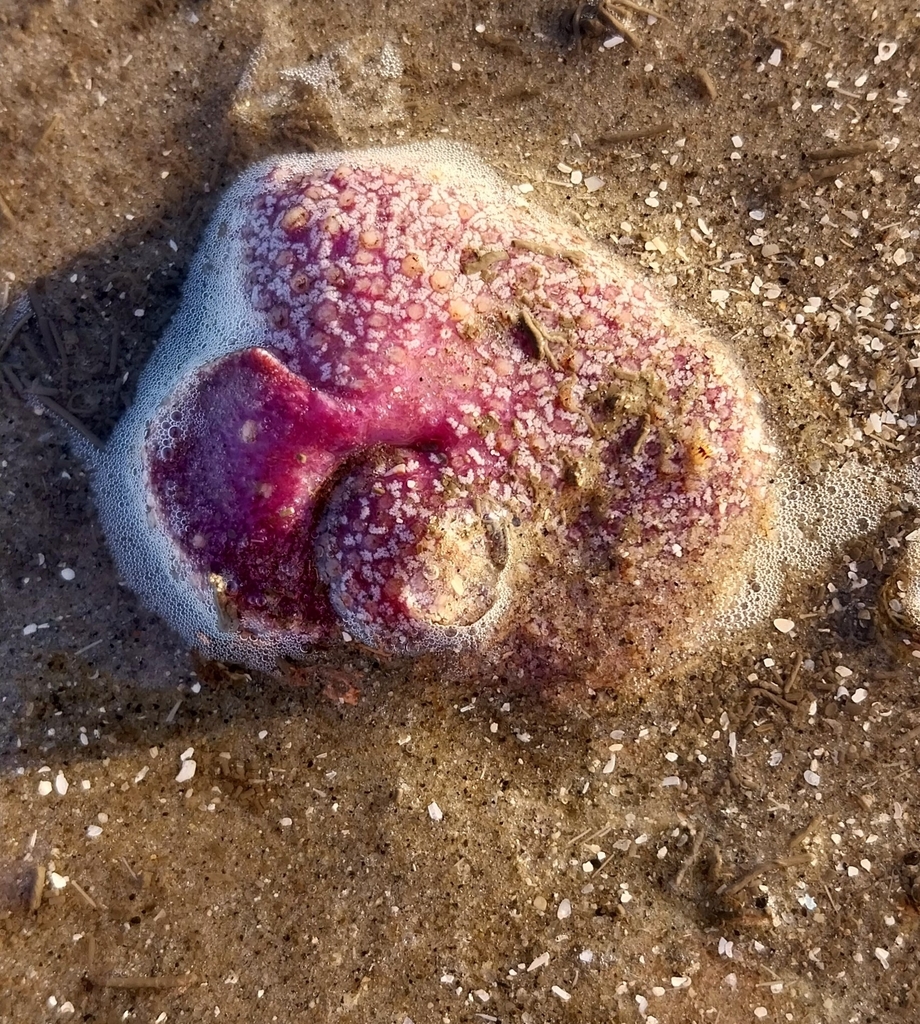 Mueller's Sea Pansy