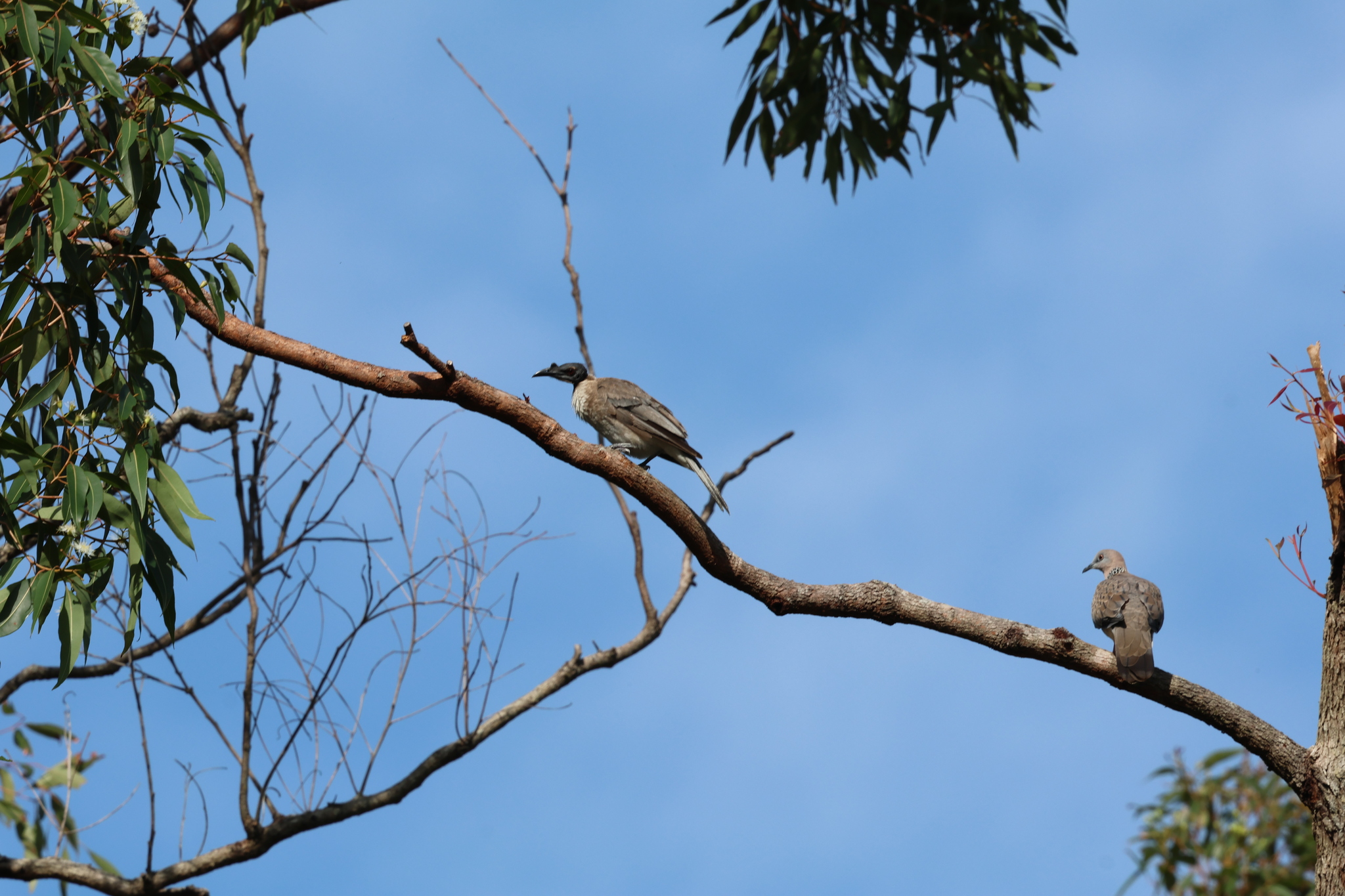 Noisy Friarbird (Philemon corniculatus), photo 5