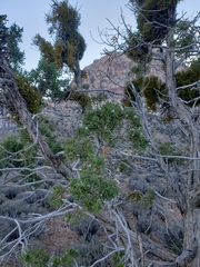 Phoradendron juniperinum