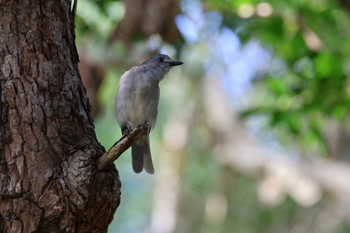 Grey Shrikethrush (Colluricincla harmonica), photo 3